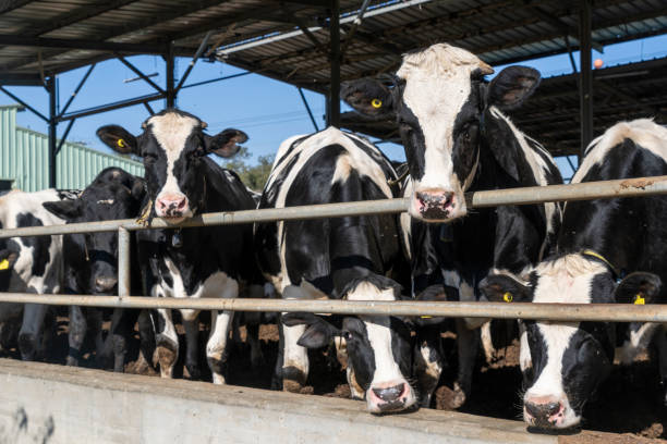 A herd of cows in a cage on a farm