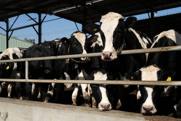 istock A herd of cows in a cage on a farm 1836733921