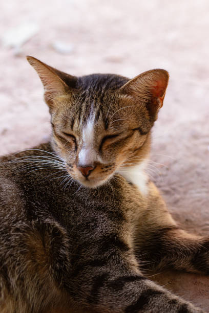istock A close-up of a tabby cat with closed eyes 1836738116