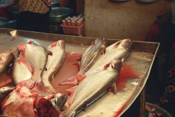 Pangas catfish or Pangasius pangasius sold in the traditional local Samaki Market in Kampot, Cambodia