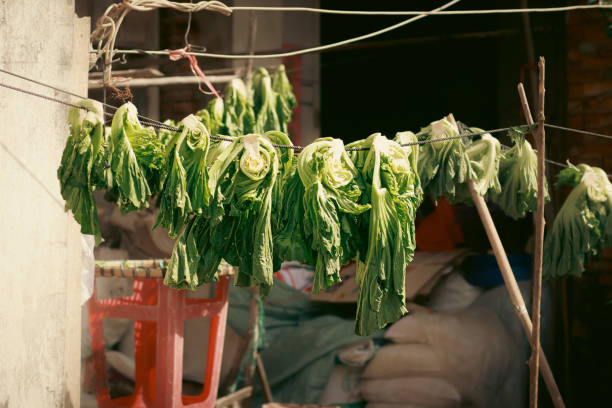 Brassica Juncea or broad leaf mustard hanged to dry Brassica Juncea or broad leaf mustard hanged to dry for making a traditional khmer pickle mustard called Jrouk Spey or Dua Cai showing the candid daily life, food and culture in Kampot, Cambodia kampot stock pictures, royalty-free photos & images