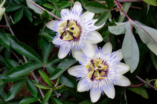istock beautiful flower passionflower 1836740238