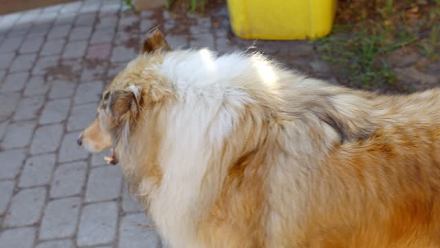 Beautiful and happy purebred rough collie walking, front view