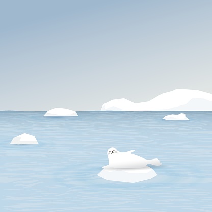 Seal on ice floe with coastal and iceberg behind vector illustration. Snow landscape concept have blank space.