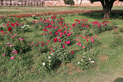 The park of Tomb of Jahangir close Lahore, Punjab province, Pakistan