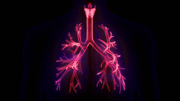 ヒト呼吸器系肺解剖学 - human lung tuberculosis bacterium emphysema human trachea ストックフォトと画像