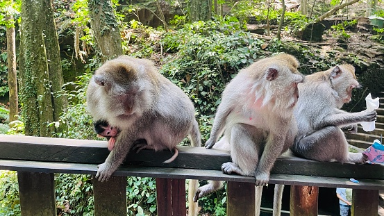 Ubud Monkey Forest is founded, and preserved, based on ancient Hindu principles. These principles aim for people to live in harmony with their environment and the nature around them.