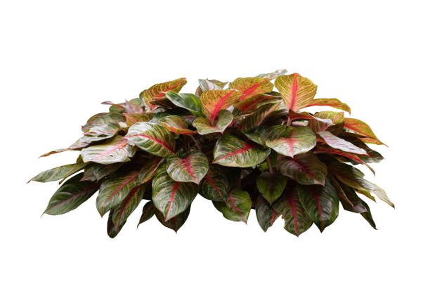 istock Low light tropical plant, Aglaonema Katrina plants 1836775049