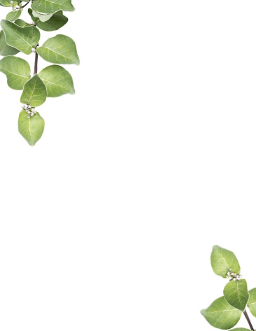 Green leaves on a white background Leave a blank space for typing text. For making invitation cards, posters, advertising media