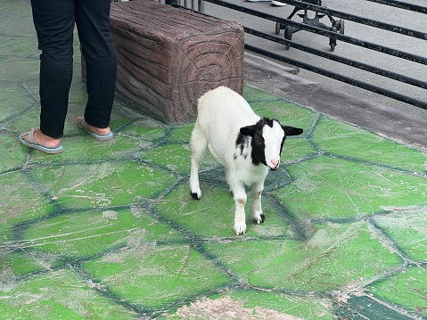 a goat standing on a sidewalk next to a person.
