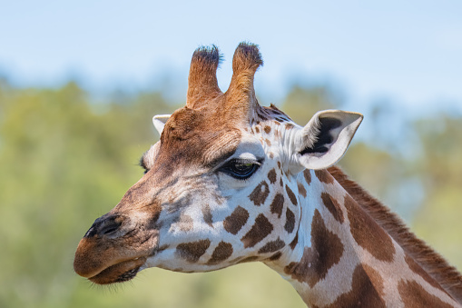 The Rothschild giraffe is an endangered species. All of those living in the wild are in protected areas in Kenya and Uganda.