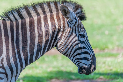 Back of the zebra close up