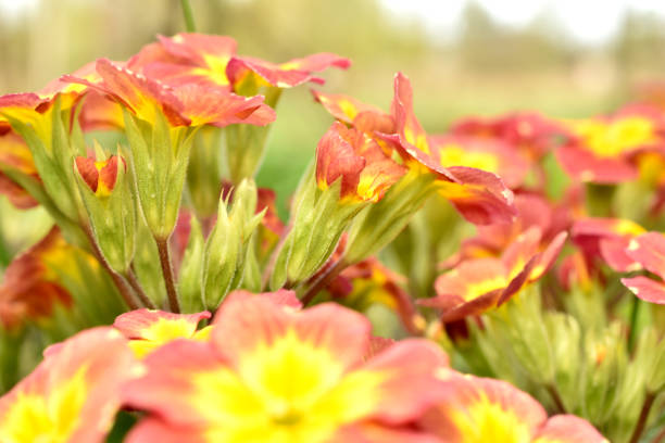 Close-up of vivid blue primrose flowers with bright yellow centers, petals revealing texture and depth. The bloom evokes freshness and joy, offering strong color contrast ideal for floral, spring, or nature-themed stock imagery.