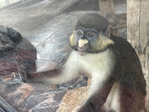 a monkey looks at the camera.