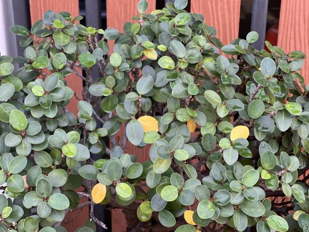 istock a plant with yellow leaves. 1836789302