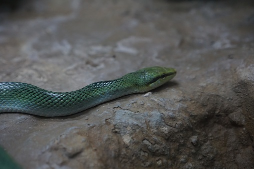 a green snake on a rock.