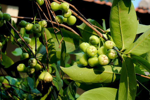 Syzygium aqueum is the scientific name for the watery rose apple. It's also known as the water apple, bell fruit, and jambu. The tree is native to Indonesia and Malaysia, and grows in tropical regions of Africa and Southern Asia.