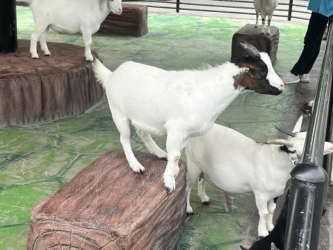 two goats standing on a rock in a zoo.