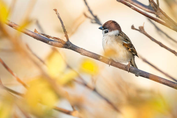istock A cute sparrow that lives in the park 1836806880