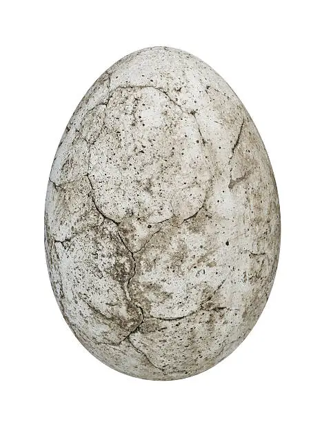 Photo of Dinosaur egg