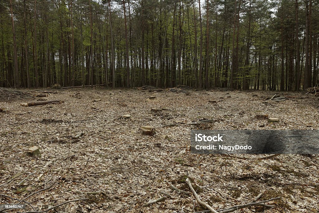 Abholzung und anmelden - Lizenzfrei Abgerissen Stock-Foto