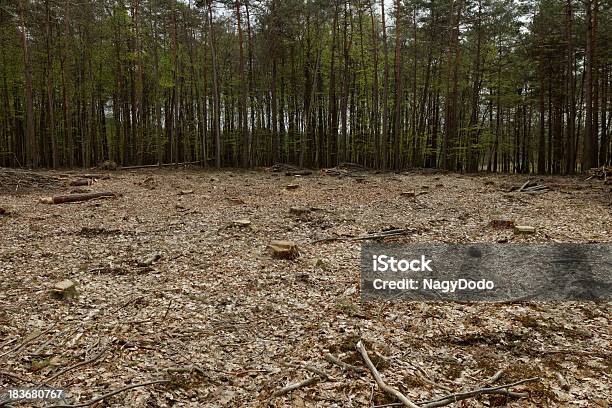 Abholzung Und Anmelden Stockfoto und mehr Bilder von Abgerissen - Abgerissen, Abgestorbene Pflanze, Abholzung