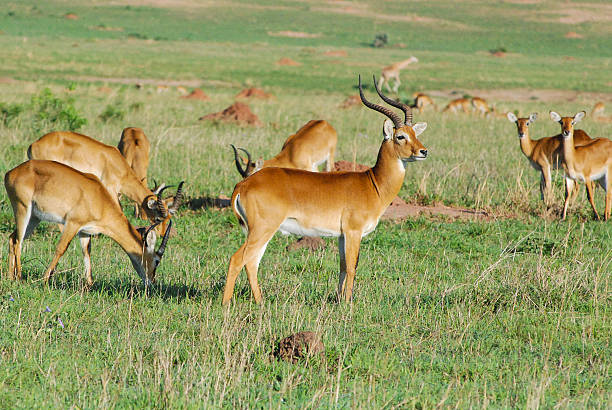 istock Jacksons Kob Murchison Falls National Park Uganda 183680906