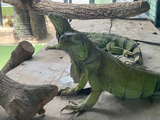 istock a close up of a green iguana. 1836810947