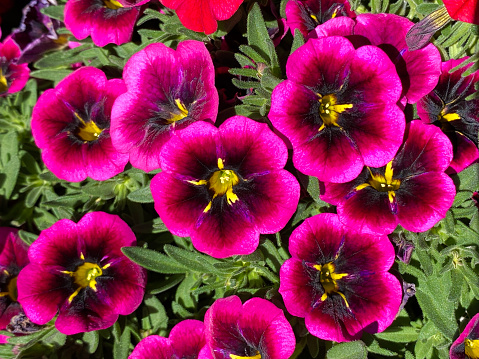 Close up of vibrant magenta flowers of Calibrachoa cultivar 'Cabaret Good Night Kiss'. Also called mini petunia, although not a petunia it is closely related.