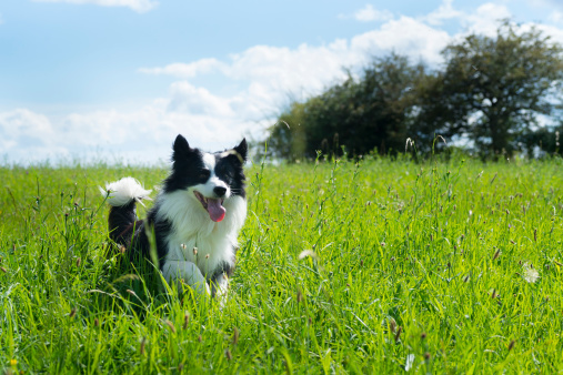 Happy Border collie running through the grass in a meadow