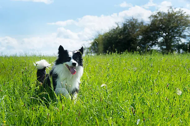 Photo of A border collie running playfully in a green field