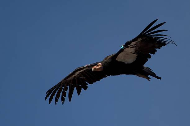 istock California Condor #16 in flight 183682412