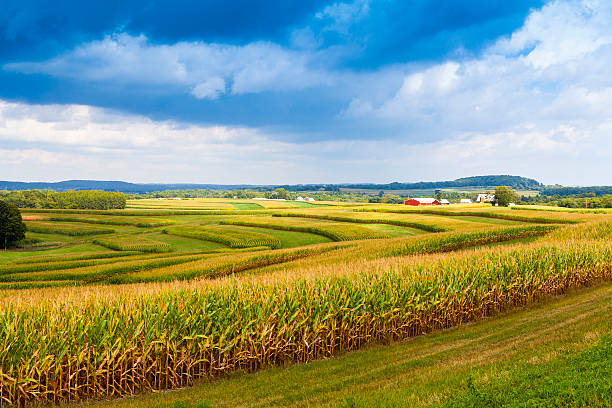 stormy sky over corn field in american countryside - wisconsin stok fotoğraflar ve resimler