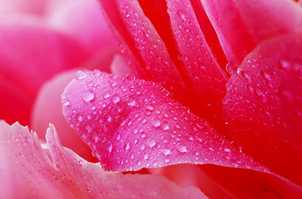 istock Water drops on peony petals, flower background 183683196