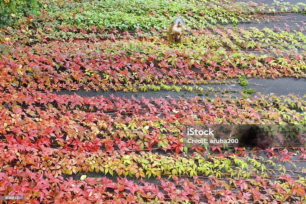 Little dog in autumn の裏庭にします。 - つる草のロイヤリティフリーストックフォト