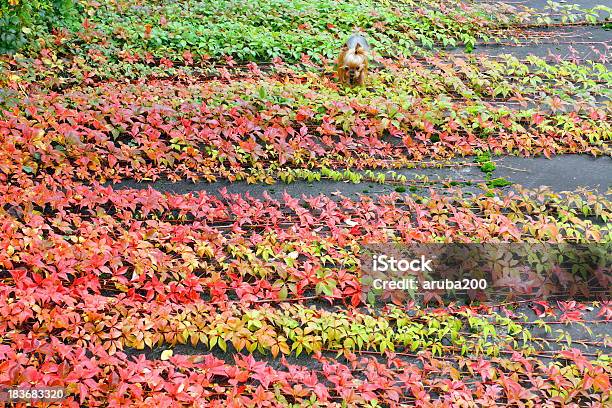 Little Dog In Autumn の裏庭にします - つる草のストックフォトや画像を多数ご用意 - つる草, アスファルト, カラー画像