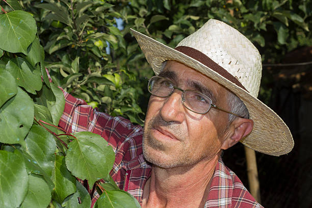 istock senior farmer checking the apricot in his orchard 183683332