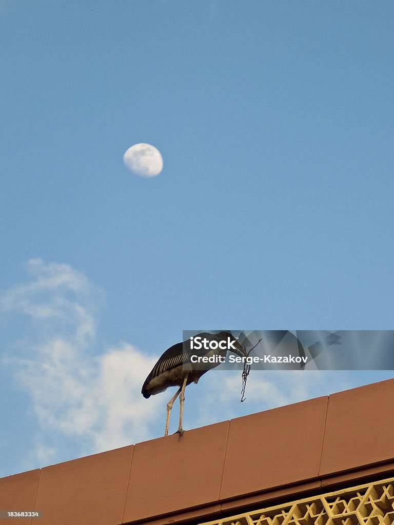 Marabou with a branch walking on the roof Marabou with a branch walking on the roof against the background of the Moon Africa Stock Photo