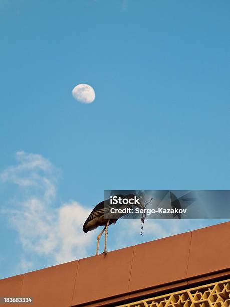 Marabou With A Branch Walking On The Roof Stock Photo - Download Image Now - Africa, Animal Wildlife, Beak
