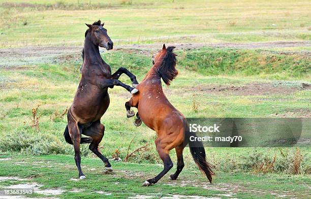 Kampf Von Pferde Stockfoto und mehr Bilder von Pferd - Pferd, Treten, Spielen