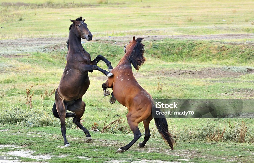 Lutte de chevaux - Photo de Cheval libre de droits