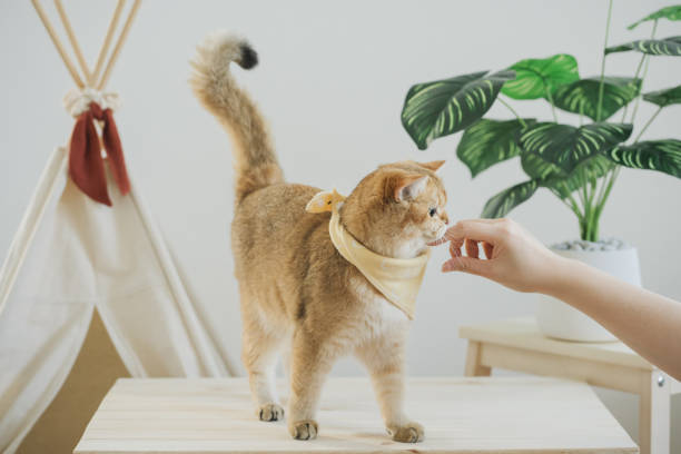 istock happy with cat concept with british cat play on camping table with camp and tropical tree and white background 1836838290