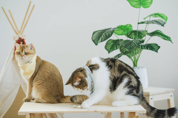 istock happy with cat concept with british and scottish cat play on camping table together with camp and tropical tree and white background 1836839832