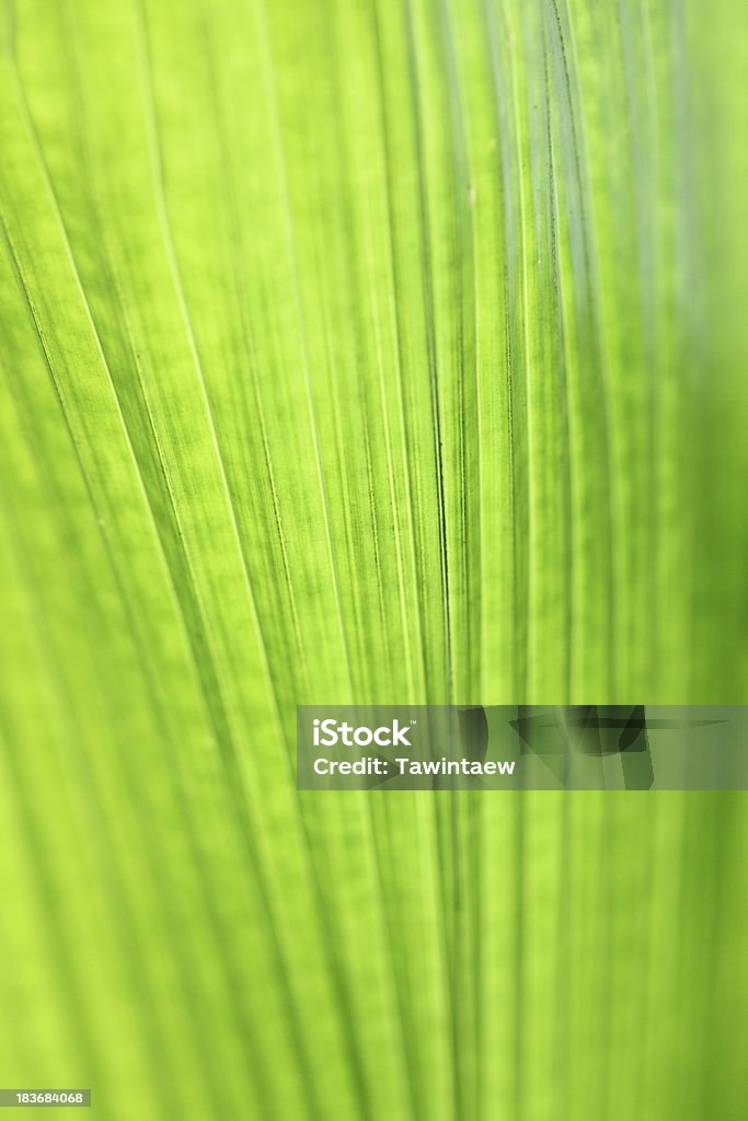 Linien und Oberflächen von Green Palm leaves - Lizenzfrei Abstrakt Stock-Foto