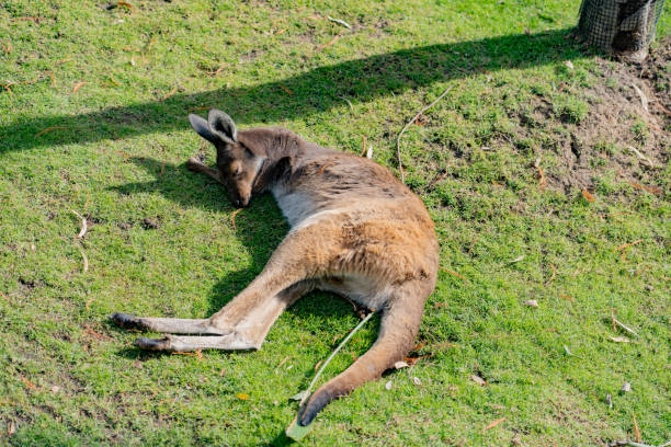 The bamboo bridge is an 800-meter long bridge that stretches over lush rice fields.