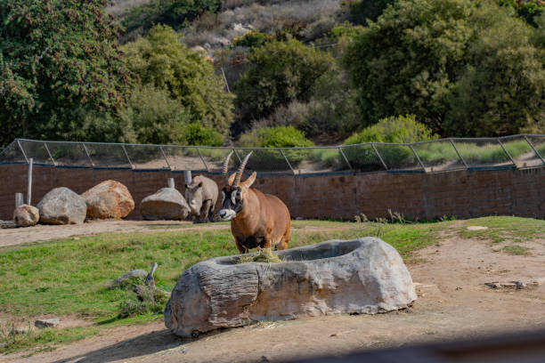 Wildlife in San Diego Safari