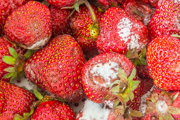 1,200+ Strawberry With Mold Stock Photos, Pictures & Royalty-Free