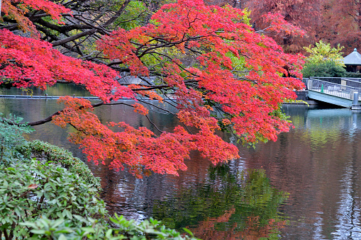 Beautiful autumn color leaf of Inokashira Park with its reflection on the lake. Some migratory birds, including ducks, can be observed. \nInogashira Park is a public park bordering Kichijoji City and Musashino City of Tokyo Prefecture.
