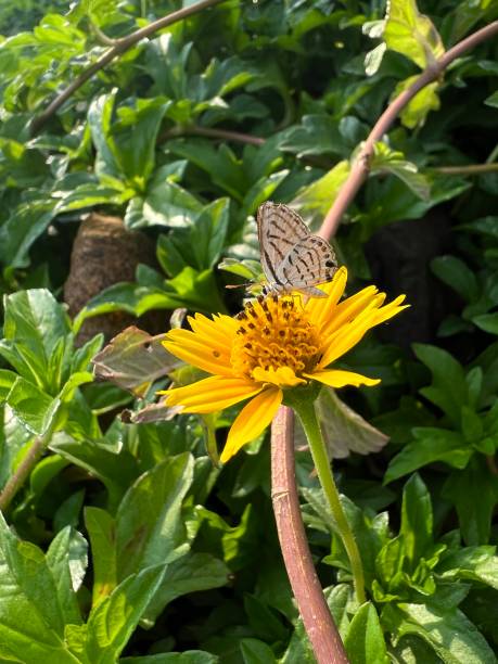 istock Beautiful butterfly resting on yellow follower 1836862558