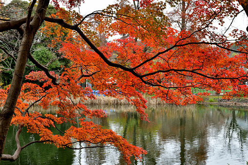 Beautiful autumn color leaf of Inokashira Park with its reflection on the lake. Some migratory birds, including ducks, can be observed. 
Inogashira Park is a public park bordering Kichijoji City and Musashino City of Tokyo Prefecture.